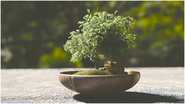 Top Benefits of the Bonsai Plants That Make It a Must-Buy for Your ...