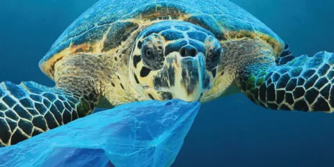 Turtle with a plastic bag - Composite Prime
